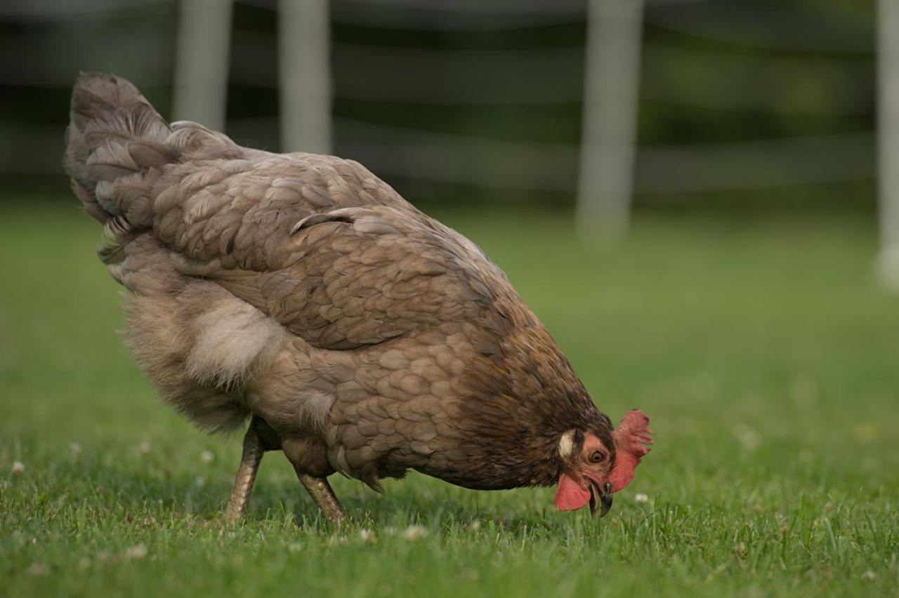 Friesenparadies Fri-Suedliches Friesland Bockhorn  Exteriér fotografie